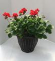 Zonal Geranium 12