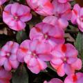 Impatiens Sunpatiens Compact Pink Candy