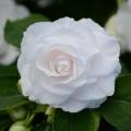 Impatiens Double Fiesta Bonita White