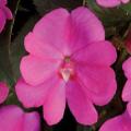 Impatiens Sunpatiens Compact Lilac