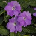 Impatiens Sunpatiens Compact Orchid