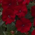 Impatiens Sunpatiens Compact Red