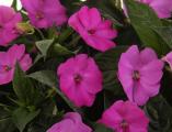 Impatiens Sunpatiens Compact Royal Magenta