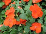 Impatiens Super Elfin Bright Orange