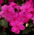 Impatiens Super Elfin XP Pink