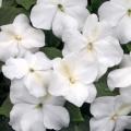 Impatiens Super Elfin XP White