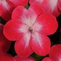 Impatiens Super Elfin XP Red Starburst