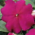 Impatiens Super Elfin XP Violet (Summer)