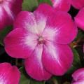 Impatiens Super Elfin XP Violet Starburst