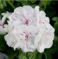 Ivy Geranium Royal White