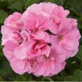 Ivy Geranium Royal Light Pink