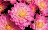 Garden Mum Jacqueline Pink Decorative 