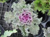 Kale Kamome Red