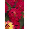 Lantana Havana Cherry