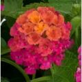 Lantana Havana Pink Sky