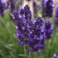 Lavandula Angustifolia Blue Spear