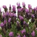 Lavandula Stoechas Bandera Purple