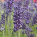 Lavandula Angustifolia Avignon Early Blue 