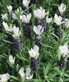 Lavandula Stoechas Castillano 2.0 White