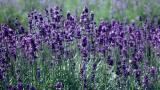 Lavender English Hidcote 