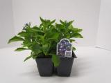 Lobelia Magadi Compact Blue 