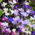 Lobelia Riveria Springtime Blues Mix