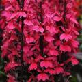 Lobelia Starship Deep Rose (Spring)