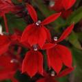 Lobelia Starship Scarlet (Spring)