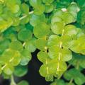 Lysimachia Goldilocks Creeping Jenny