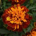 Marigold Bonanza Harmony