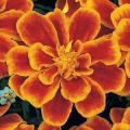 Marigold Durango Flame