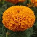 Marigold Taishan Orange