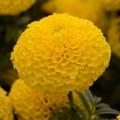 Marigold Taishan Yellow