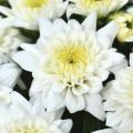 Garden Mum Celestial White Decorative 