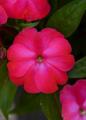 Impatiens ColorPower Dark Pink - Not Produced in 2018 -