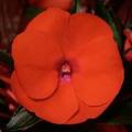 Impatiens ColorPower Orange - Not Produced in 2018 -