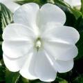 Impatiens ColorPower White - Not Produced in 2018 -