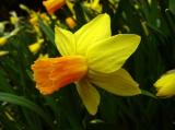 Narcissus Snowboard Yellow and Orange