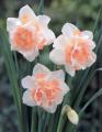 Narcissus Replete Double Blush Pink