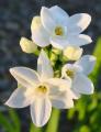 Narcissus Ziva