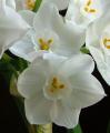 Narcissus Paperwhite Ziva