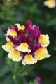 Nemesia Escential Raspberry Lemonade