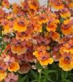 Nemesia Angelart Peach