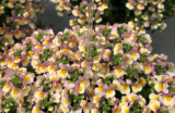 Nemesia Honey Pink Yellow Cloud