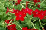 Nicotiana Saratoga Red