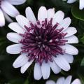 Osteospermum 4D™ Berry White