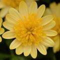 Osteospermum 4D™ Sunburst