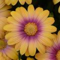 Osteospermum Blushing Beauty