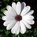 Osteospermum FlowerPower™ Compact White