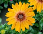 Osteospermum Zion Magic Orange